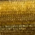 Gold Velvet