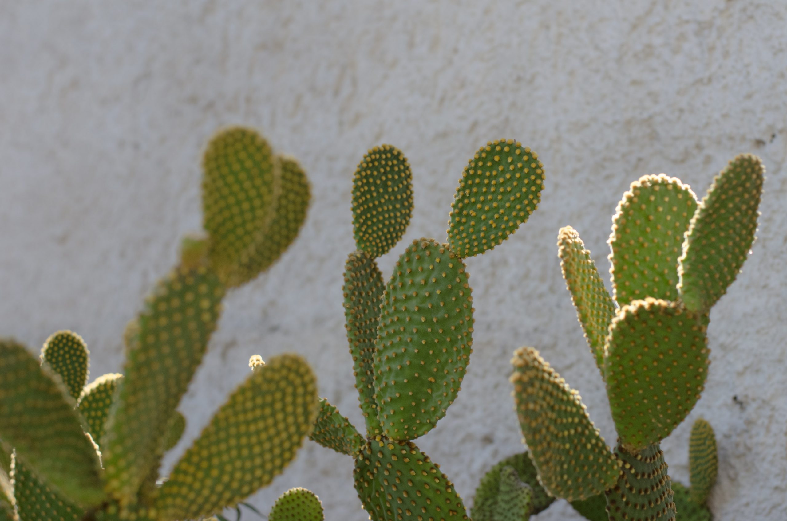 cactus-plants-1342494